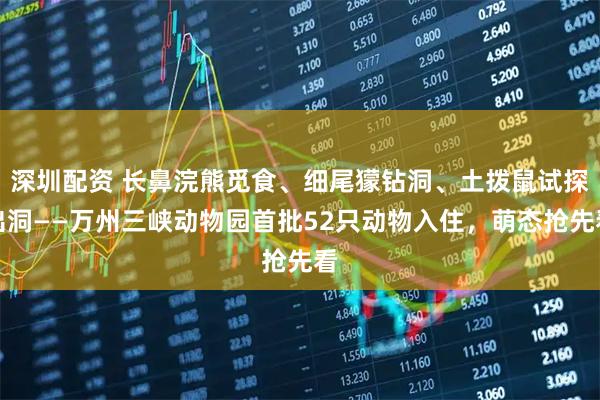 深圳配资 长鼻浣熊觅食、细尾獴钻洞、土拨鼠试探出洞——万州三峡动物园首批52只动物入住，萌态抢先看